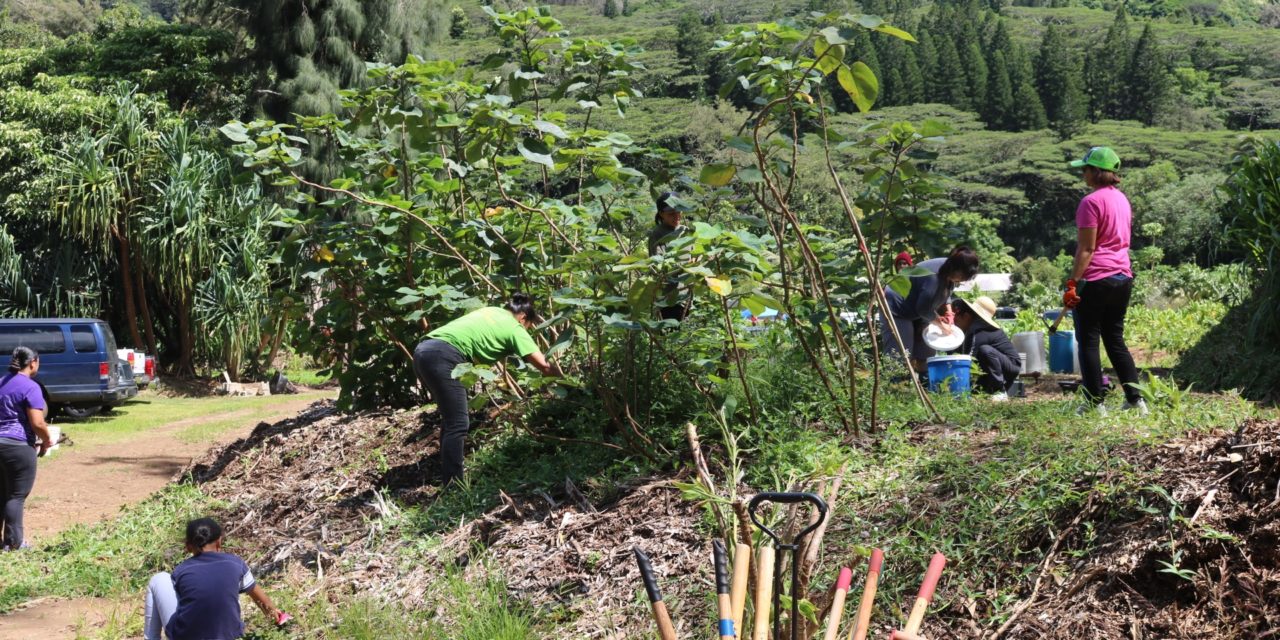 Volunteers Gather for Kōkua Kalihi Valley Community Work Day