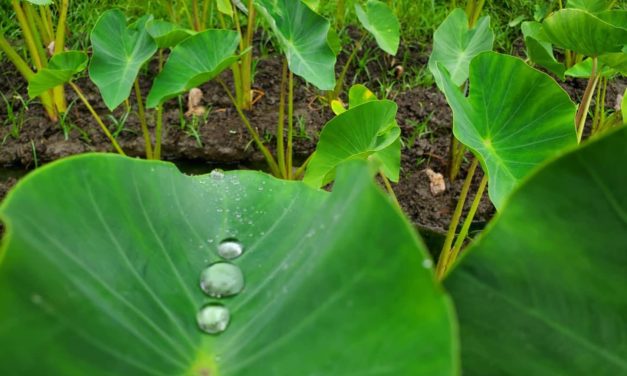 Ka Hue Anahā: The Life-Giving Plant